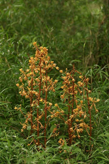 e0054067_1351629.jpg