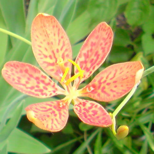 e0153367_1116960.jpg