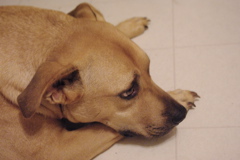 f0004775_515369.jpg