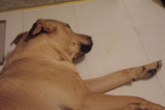 f0004775_5164729.jpg