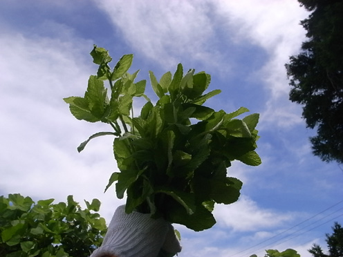 e0043700_2311267.jpg
