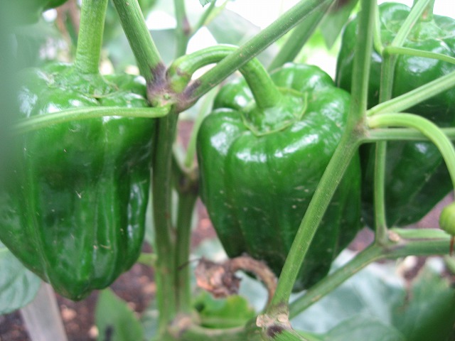 f0202703_23125867.jpg