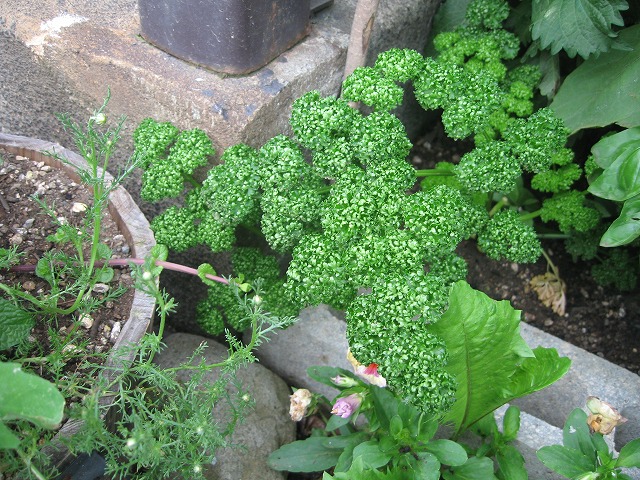 f0202703_23131376.jpg