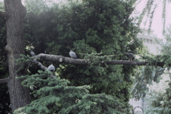 b0088205_435887.jpg