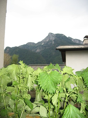 c0167813_4231286.jpg