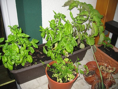 c0167813_4253616.jpg