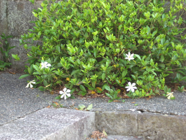 d0147727_21161659.jpg