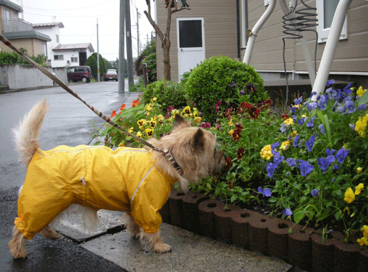c0147548_22334232.gif