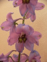 e0160494_144202.jpg