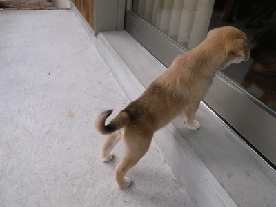a0108837_2025234.gif