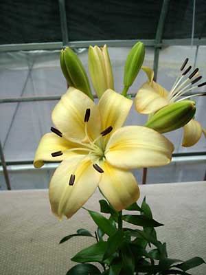 e0097770_065868.jpg