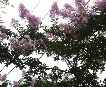 b0034072_2054449.jpg