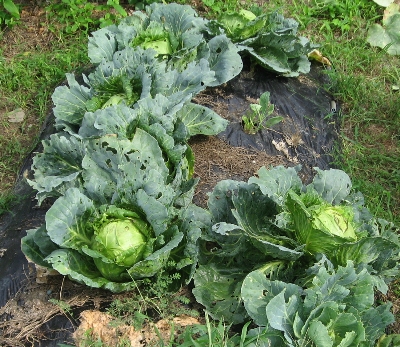 f0003283_15445455.jpg
