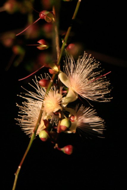 b0115085_530184.jpg