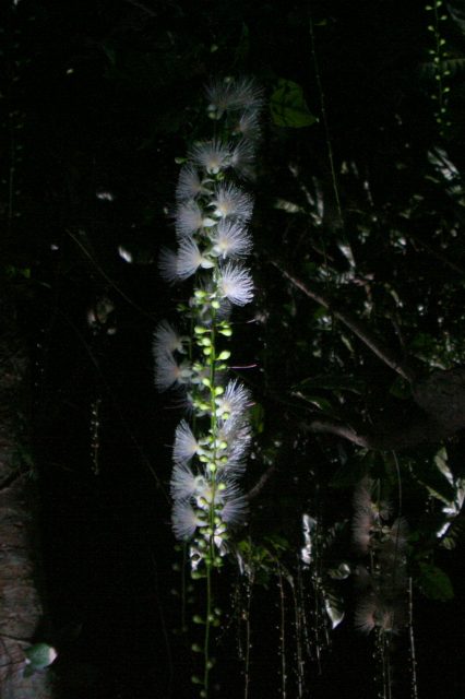 b0115085_53032100.jpg