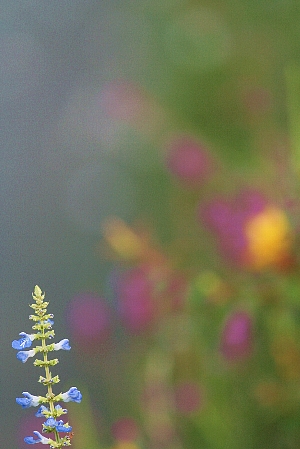 d0133693_123014.jpg