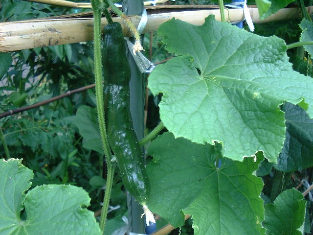 f0173908_203748.jpg