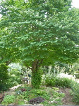 c0145209_11485690.jpg