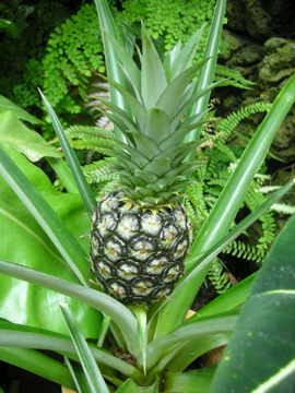 c0145209_1153844.jpg