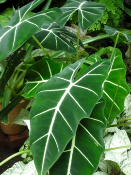 c0145209_115626.jpg