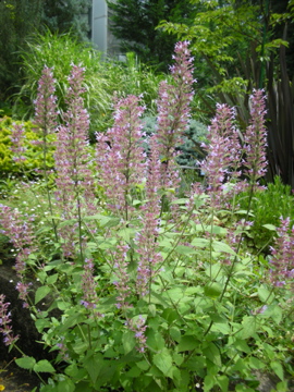 c0145209_11572924.jpg