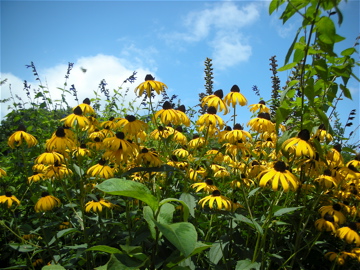 c0145209_11581118.jpg
