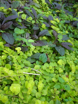 c0145209_1234038.jpg