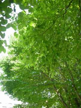 c0145209_1235367.jpg