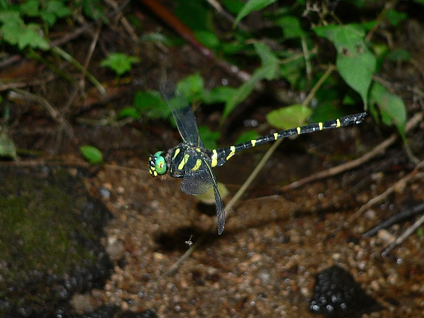 e0002314_20391752.jpg