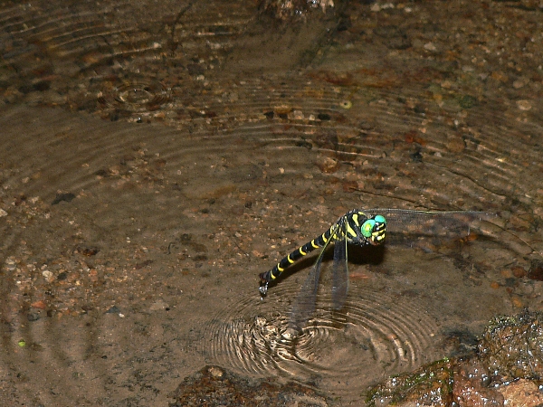 e0002314_20393050.jpg