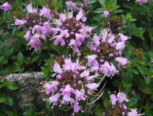 d0075131_8565771.jpg