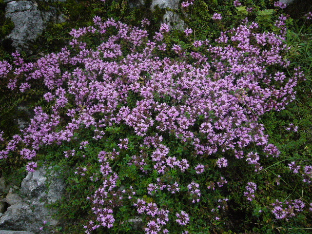 d0075131_9141541.jpg