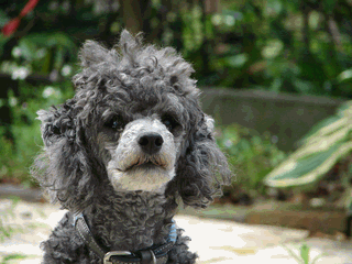 c0136736_2314738.gif