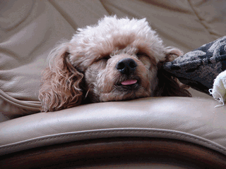 c0136736_2343791.gif