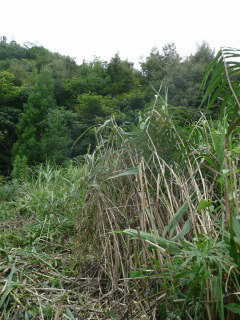 f0055264_22222982.jpg