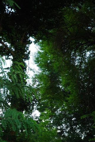 f0118968_865077.jpg