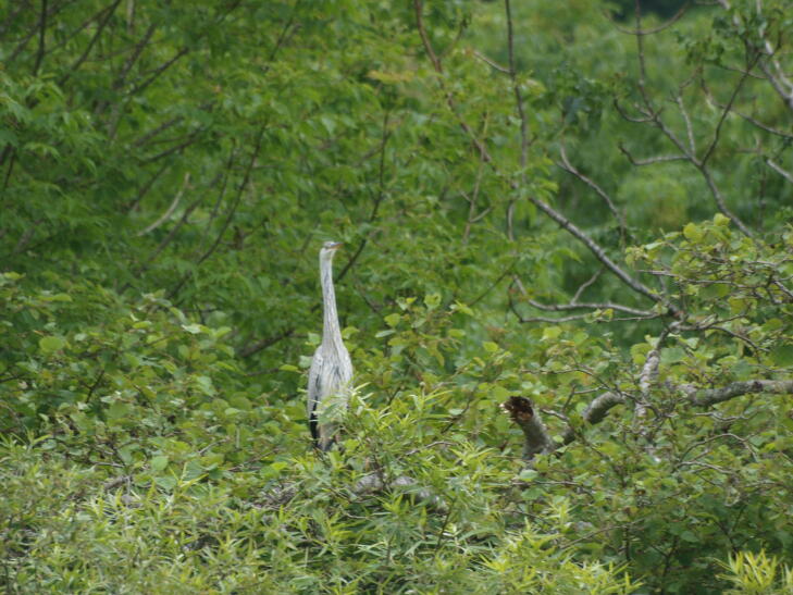 f0130376_11155512.jpg