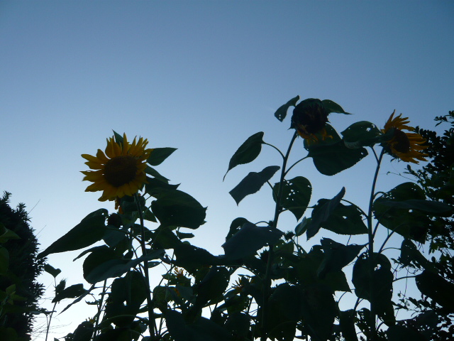 d0087091_1556494.jpg