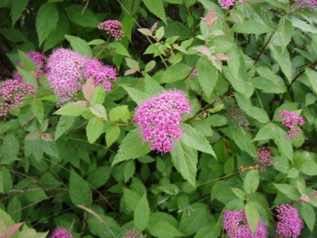 b0039898_23375142.jpg