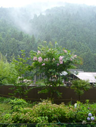 e0031799_1701792.jpg