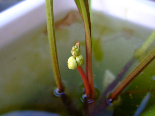 f0152308_20111672.jpg