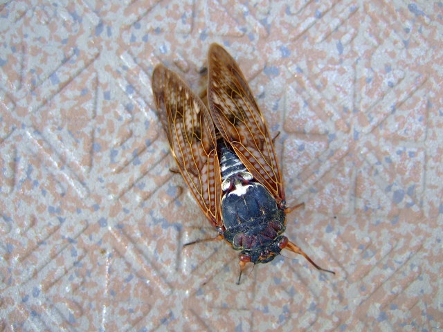 f0152308_2052578.jpg