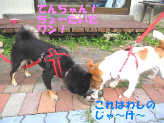 c0185516_13104037.jpg