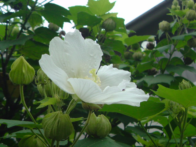 e0016828_1063818.jpg
