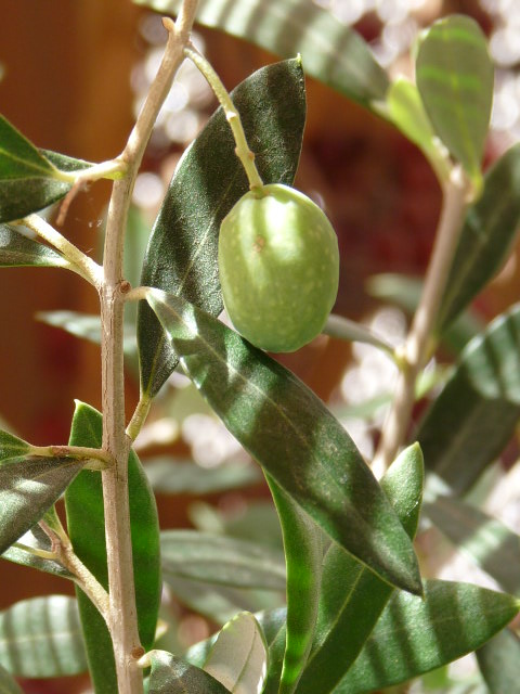 c0100534_14272660.jpg