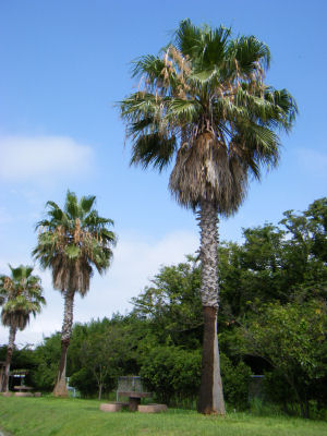 c0069036_15385290.jpg