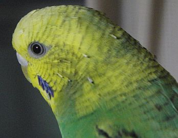 f0196665_1161725.jpg