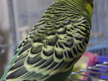 f0196665_1263354.jpg