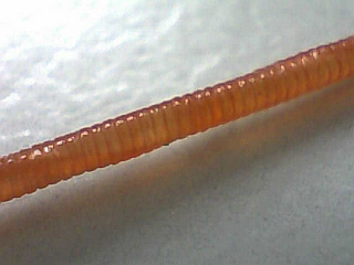 a0096669_1256353.jpg