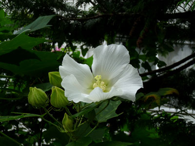f0086169_0382388.jpg